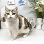 ブリティッシュショートヘア【岡山県・女の子・2025年1月6日・キャリコ】の写真13