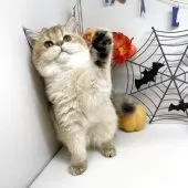 ブリティッシュショートヘア【岡山県・女の子・2025年6月5日・ブラックゴールデンシェーデッド】の写真10