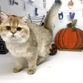 ブリティッシュショートヘア【岡山県・女の子・2025年6月5日・ブラックゴールデンシェーデッド】の写真11