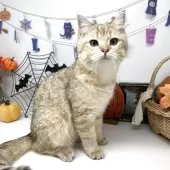 ブリティッシュショートヘア【岡山県・男の子・2025年4月4日・ブラックゴールデンスポッテッドタビー】の写真15