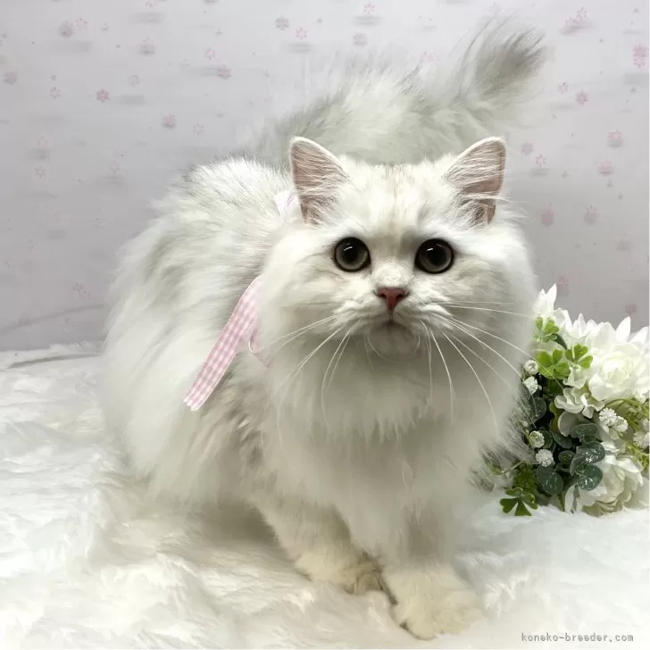 ID：2410-02421の子猫