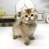 ブリティッシュショートヘア