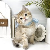 ブリティッシュショートヘア