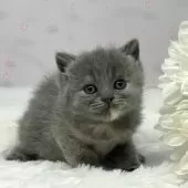 ブリティッシュショートヘア【岡山県・女の子・2024年12月8日・ブルークリーム】の写真12