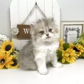 ブリティッシュショートヘア【岡山県・女の子・2025年5月24日・ダイリュートキャリコ】の写真13