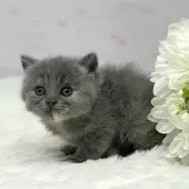 ブリティッシュショートヘア【岡山県・女の子・2024年12月8日・ブルークリーム】の写真13