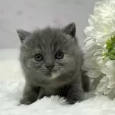 ブリティッシュショートヘア【岡山県・女の子・2024年12月8日・ブルークリーム】の写真11