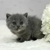 ブリティッシュショートヘア【岡山県・女の子・2024年12月8日・ブルークリーム】の写真14