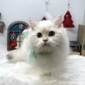 ブリティッシュショートヘア【岡山県・女の子・2024年7月25日・ゴールデンポイント】の写真6