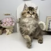 ブリティッシュショートヘア【岡山県・男の子・2025年1月6日・ブラウンティックドタビー】の写真6