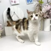 ブリティッシュショートヘア【岡山県・女の子・2025年1月6日・キャリコ】の写真4