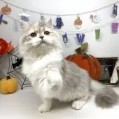 ブリティッシュショートヘア【岡山県・女の子・2025年5月24日・ダイリュートキャリコ】の写真4