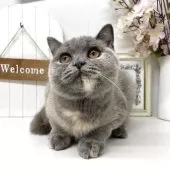 ブリティッシュショートヘア【岡山県・女の子・2024年12月8日・ブルークリーム】の写真6