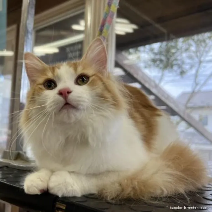 ID：2209-02827の子猫