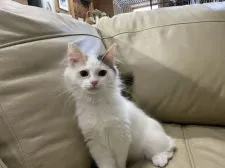 ノルウェージャンフォレストキャット【宮城県・女の子・2021年6月20日・キャリコ】の写真3