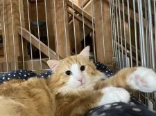 ノルウェージャンフォレストキャット【宮城県・女の子・2021年6月20日・キャリコ】の写真4「パパ猫」