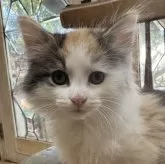 ノルウェージャンフォレストキャット