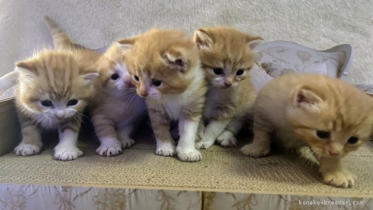 廣瀬明ブリーダーのブログ：スコティッシュの兄妹です♥