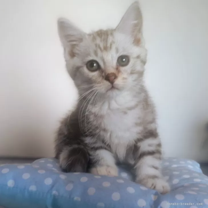 ID:2408-02714の子猫