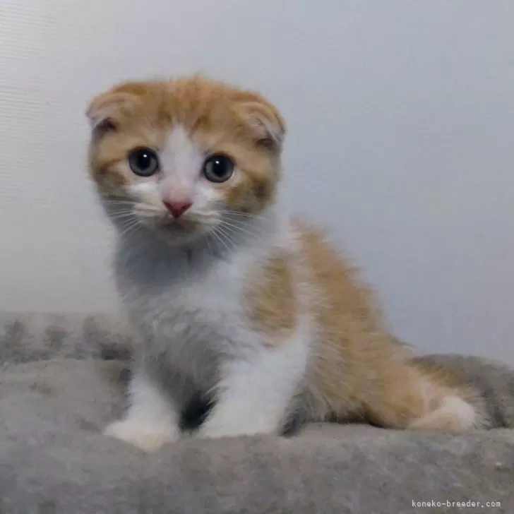 ユキ 様のお迎えした子猫