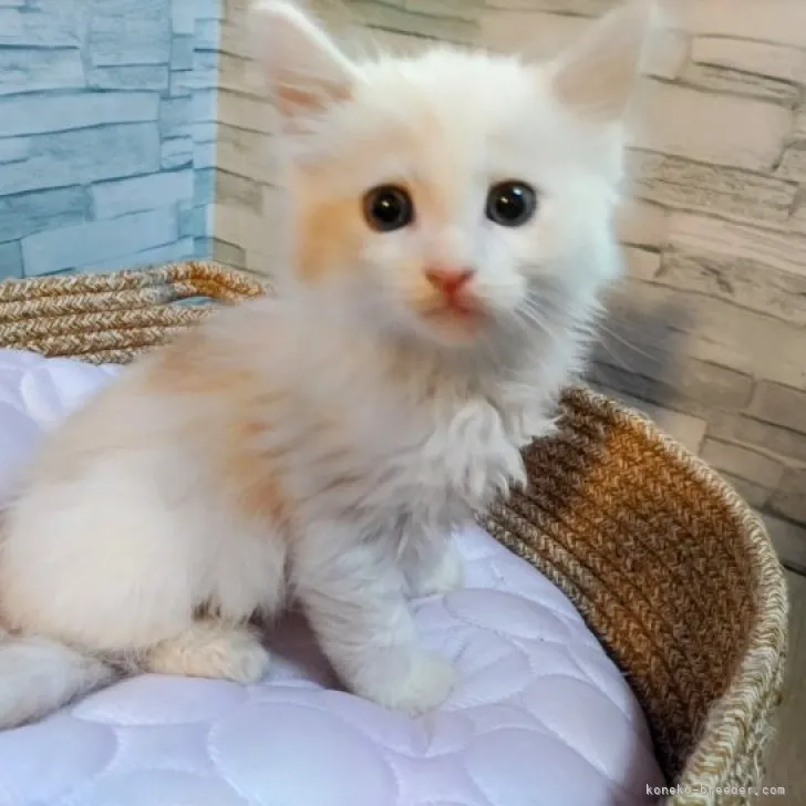 ID：2308-02634の子猫