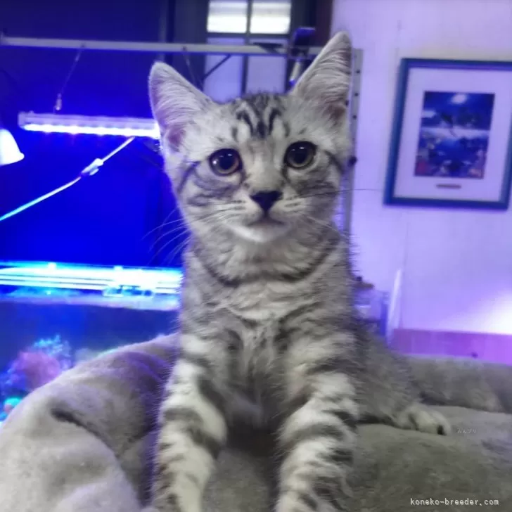 ID：2408-02124の子猫