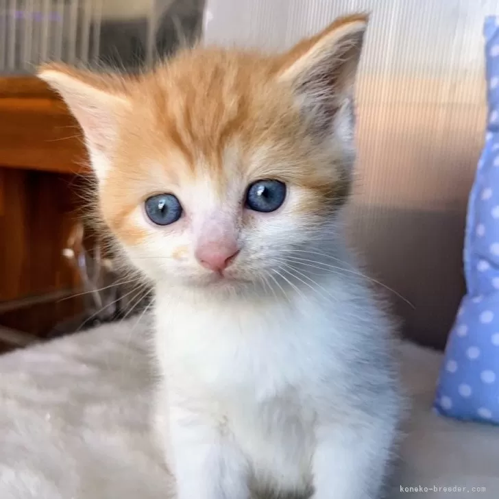 ID：2412-00762の子猫