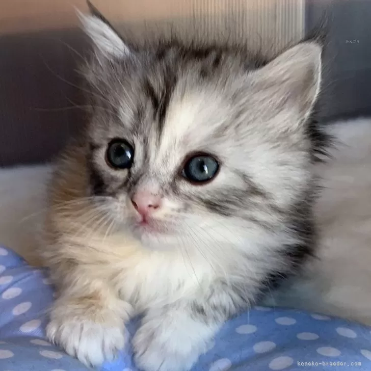 ID：2412-00220の子猫