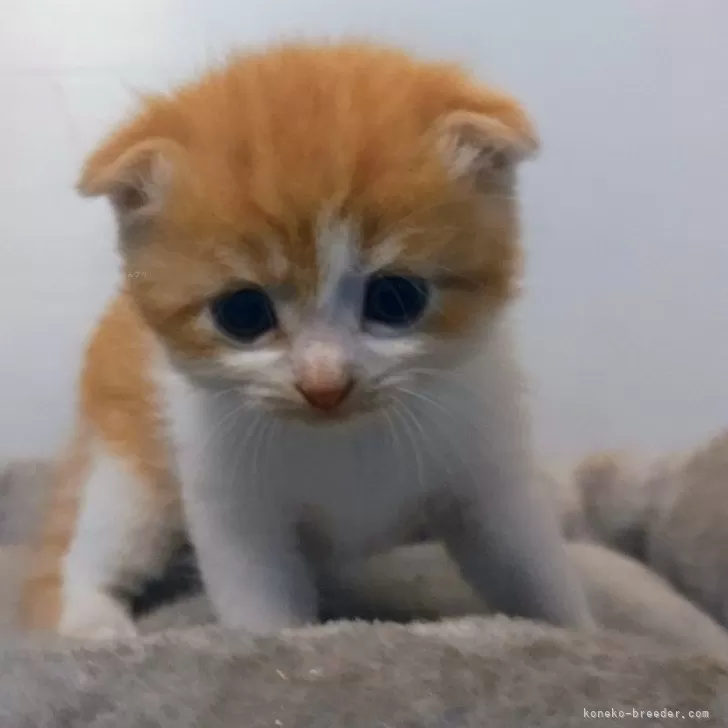 ID:2405-03532の子猫