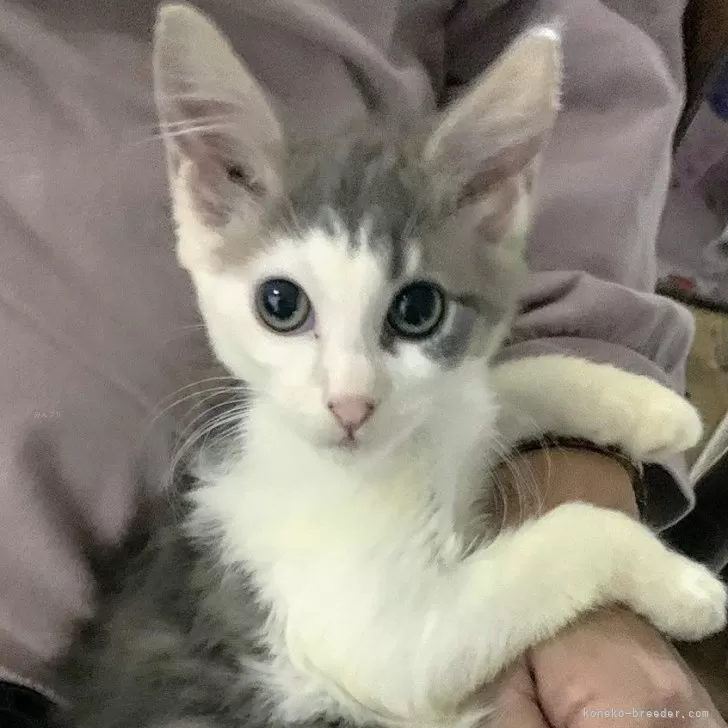 ID:2411-02942の子猫
