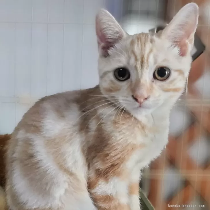 ID:2406-01601の子猫