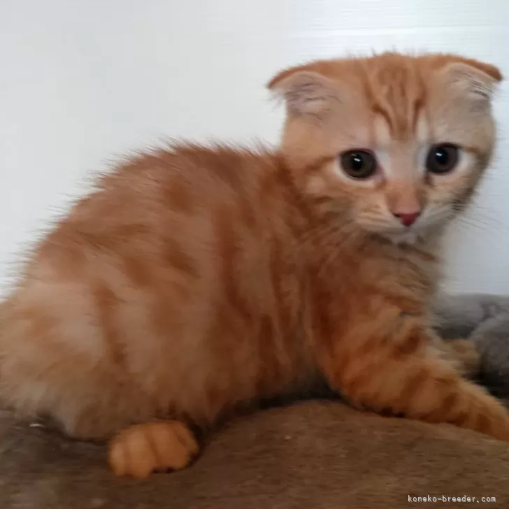 ID:2407-00387の子猫