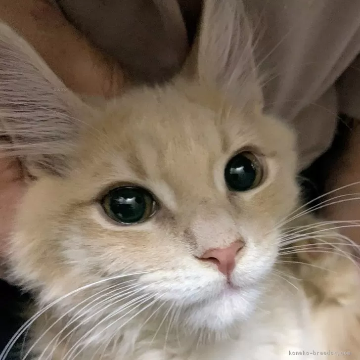 ID:2411-02912の子猫