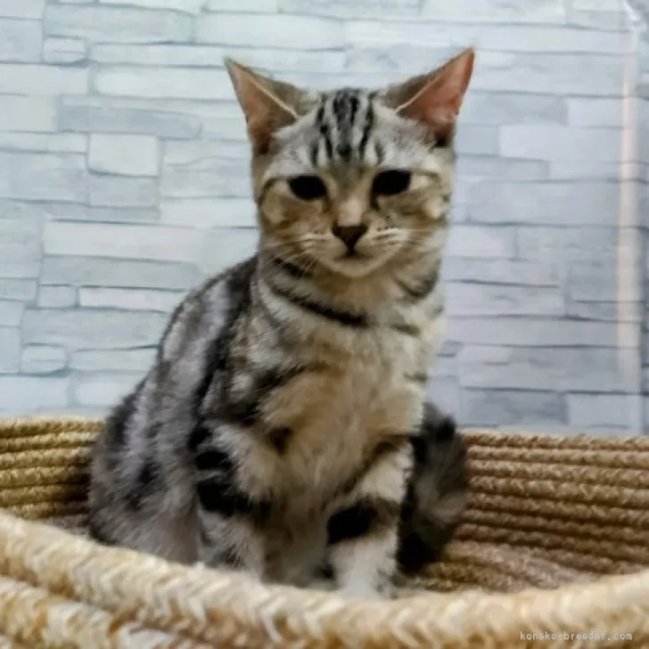 トト 様のお迎えした子猫