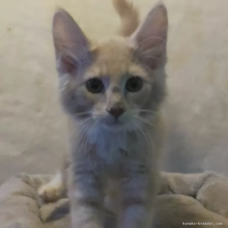 ID:2411-00422の子猫