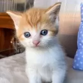 スコティッシュフォールド(立ち耳)【福岡県・男の子・2024年11月1日・レッドタビー&ホワイト】の写真1