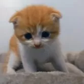 スコティッシュフォールド(折れ耳)【福岡県・男の子・2024年4月21日・レッドタビー&ホワイト】の写真1