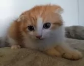 スコティッシュフォールド(折れ耳)【福岡県・男の子・2024年4月21日・レッドタビー&ホワイト】の写真2