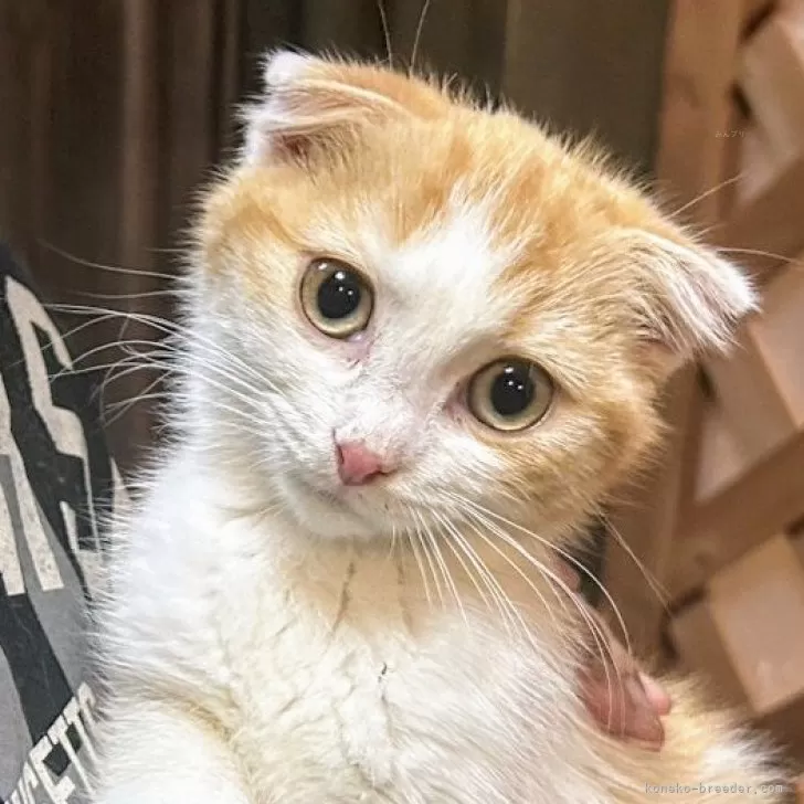 ID：2412-00330の子猫