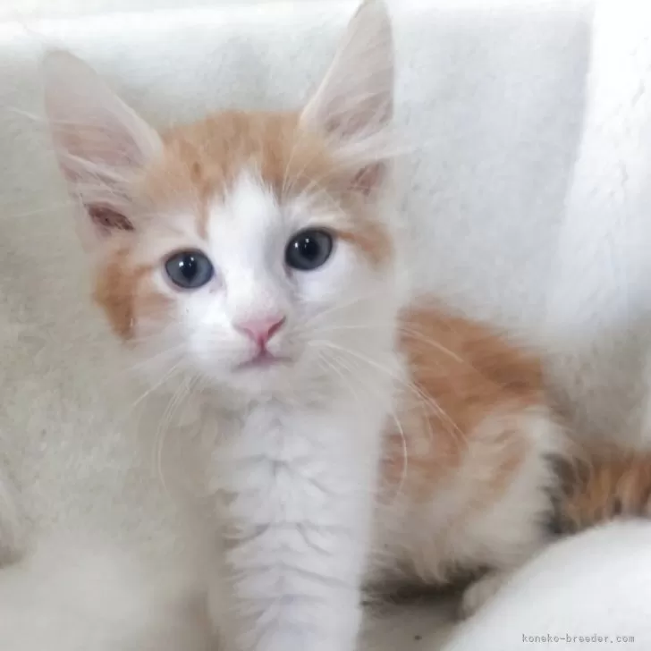 ID：2506-02461の子猫