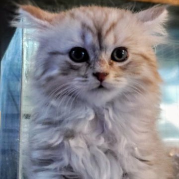 マンチカン(長足)【福岡県・男の子・2024年12月12日・もふもふな男の子（長毛）】の写真「豪華な長毛をずっとナデナデしたい」
