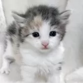 メインクーン