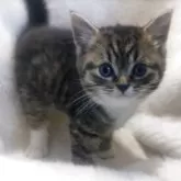 マンチカン(長足)