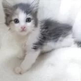 メインクーン