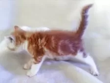 スコティッシュフォールド(立ち耳)【福岡県・男の子・2025年6月18日・レッドタビー&ホワイト】の写真5