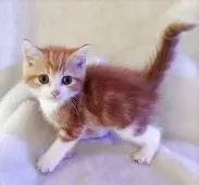 スコティッシュフォールド(立ち耳)【福岡県・男の子・2025年6月18日・レッドタビー&ホワイト】の写真4