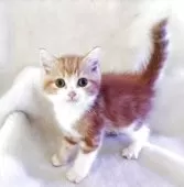 スコティッシュフォールド(立ち耳)【福岡県・男の子・2025年6月18日・レッドタビー&ホワイト】の写真3