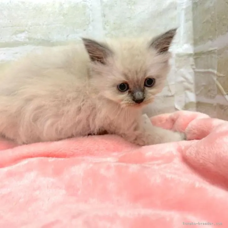 ID:2301-01881の子猫