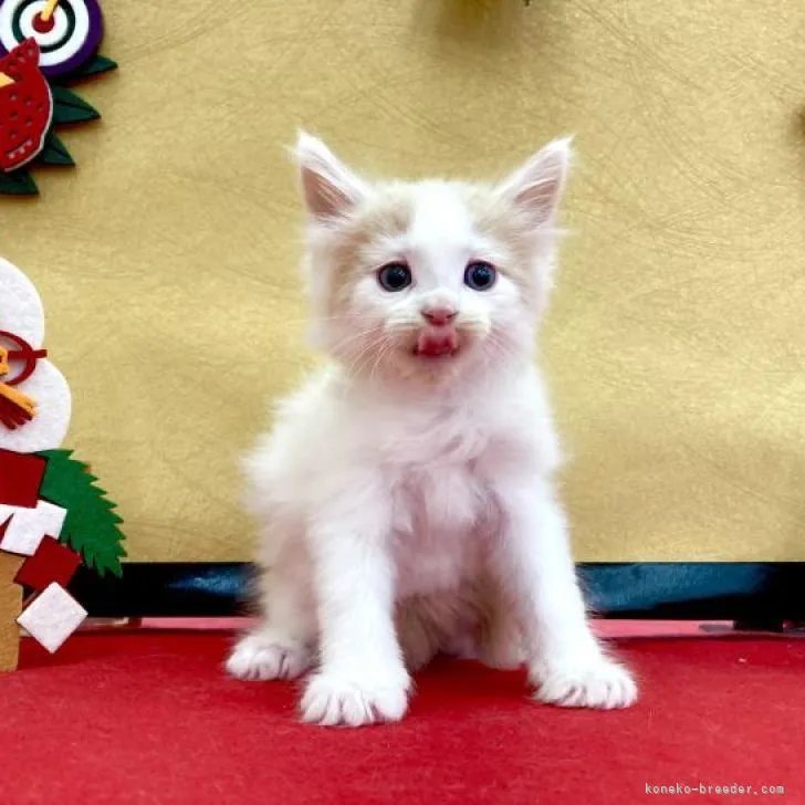 ID:2301-00425の子猫