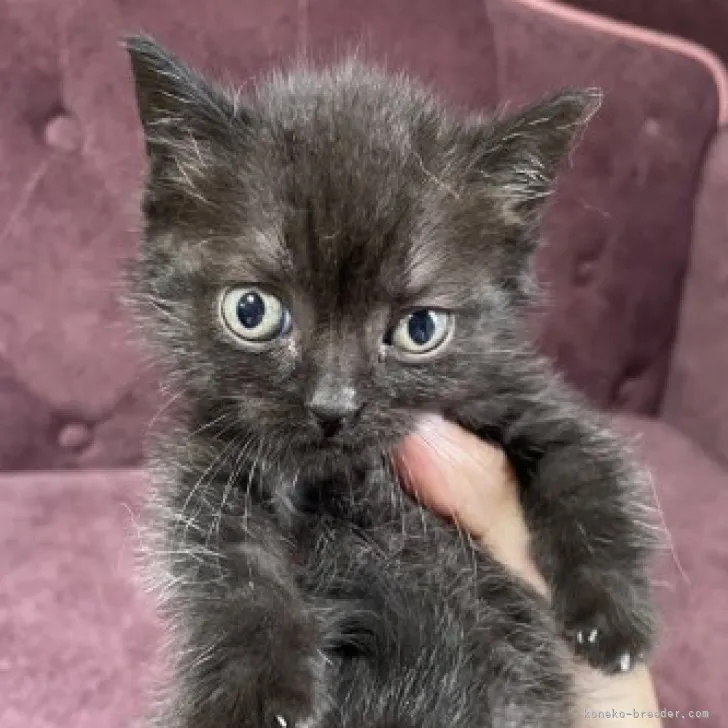 ID:2305-02373の子猫